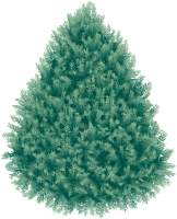 Fir-tree PNG image