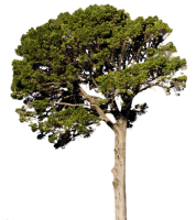 Fir-tree PNG image
