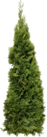 green big Fir-tree PNG image