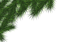 Ветка елки PNG фото