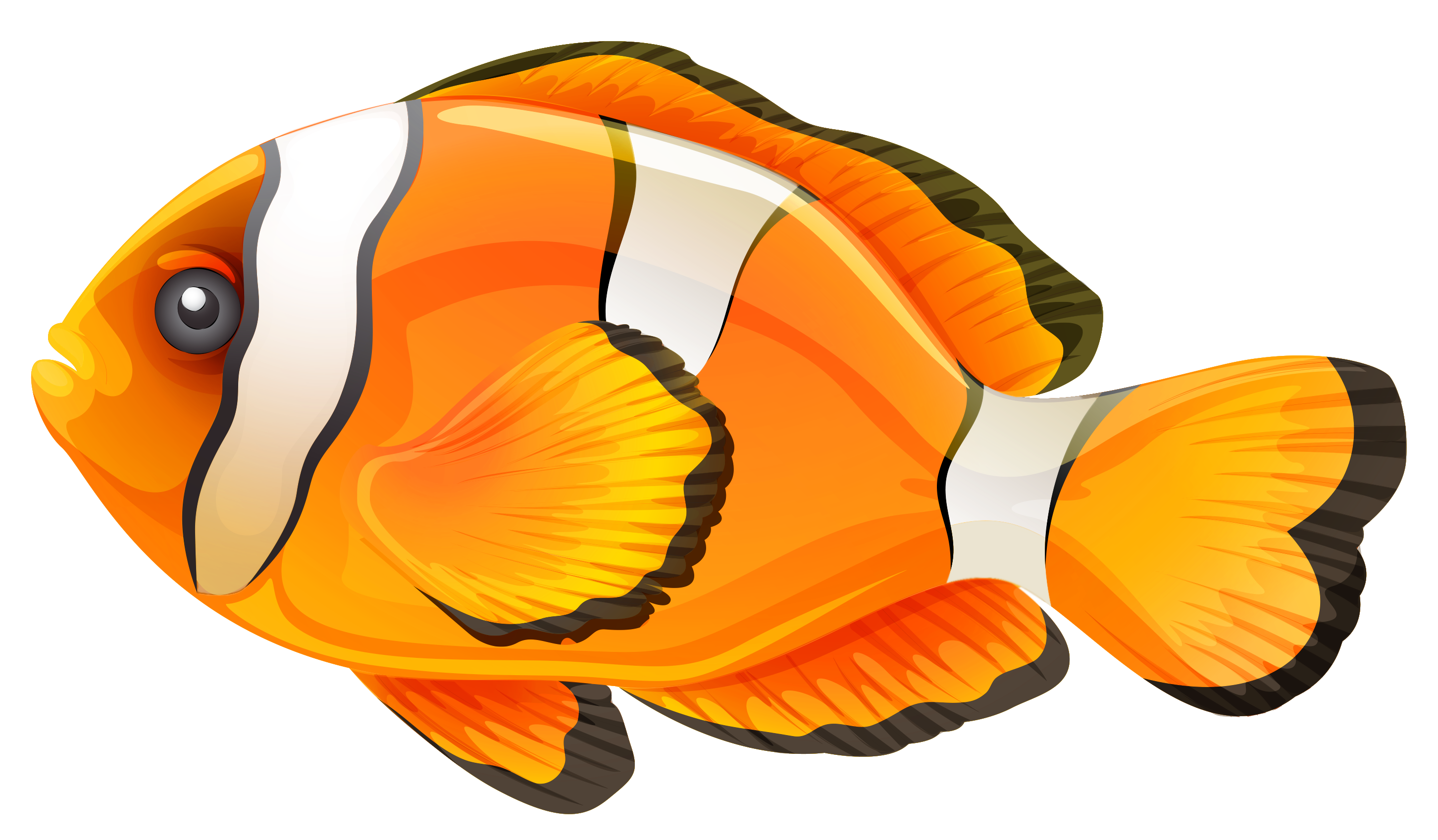 Fish PNG transparent image download, size: 2904x1697px