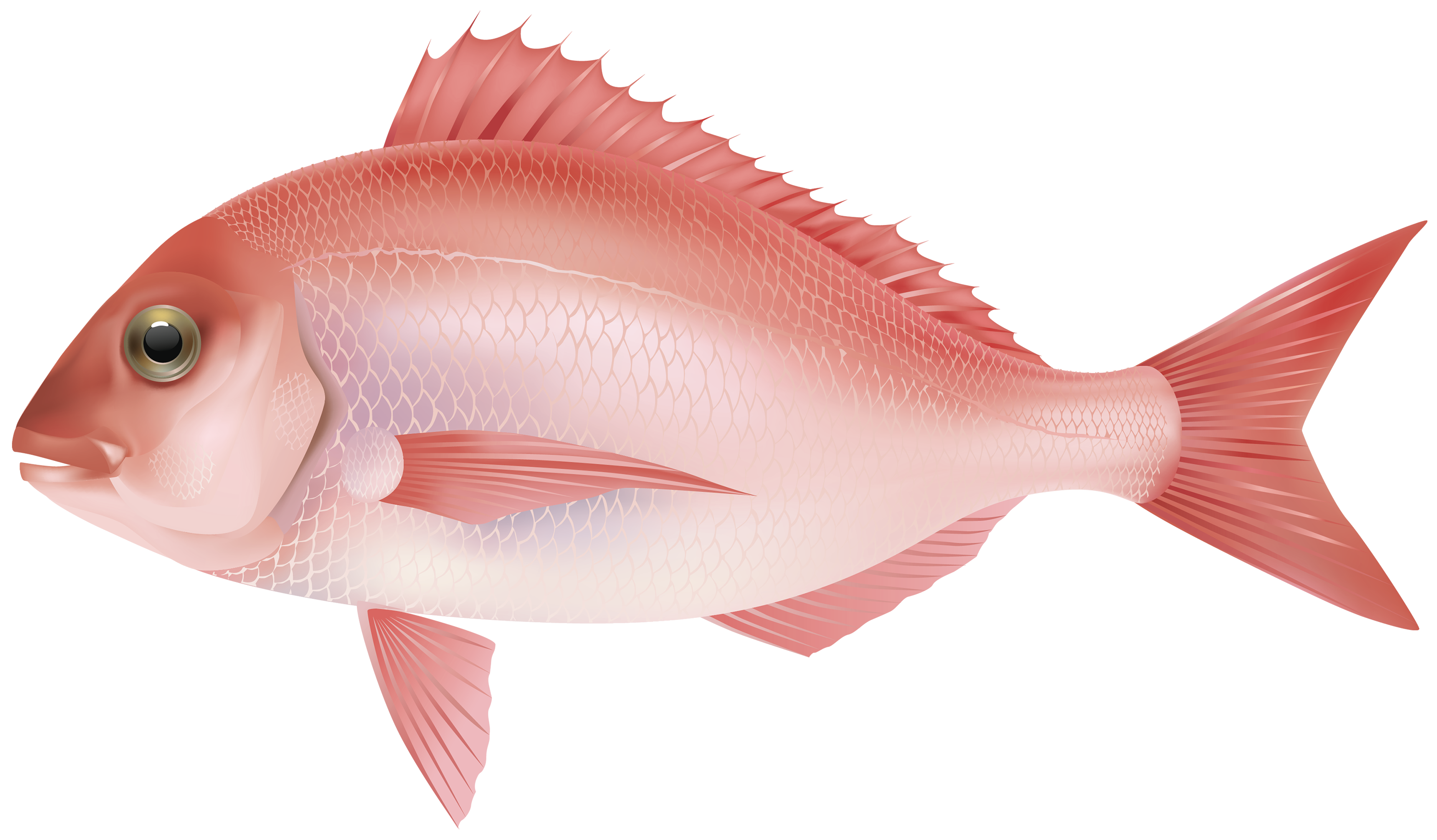 Pescado PNG