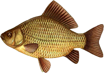 Fish PNG