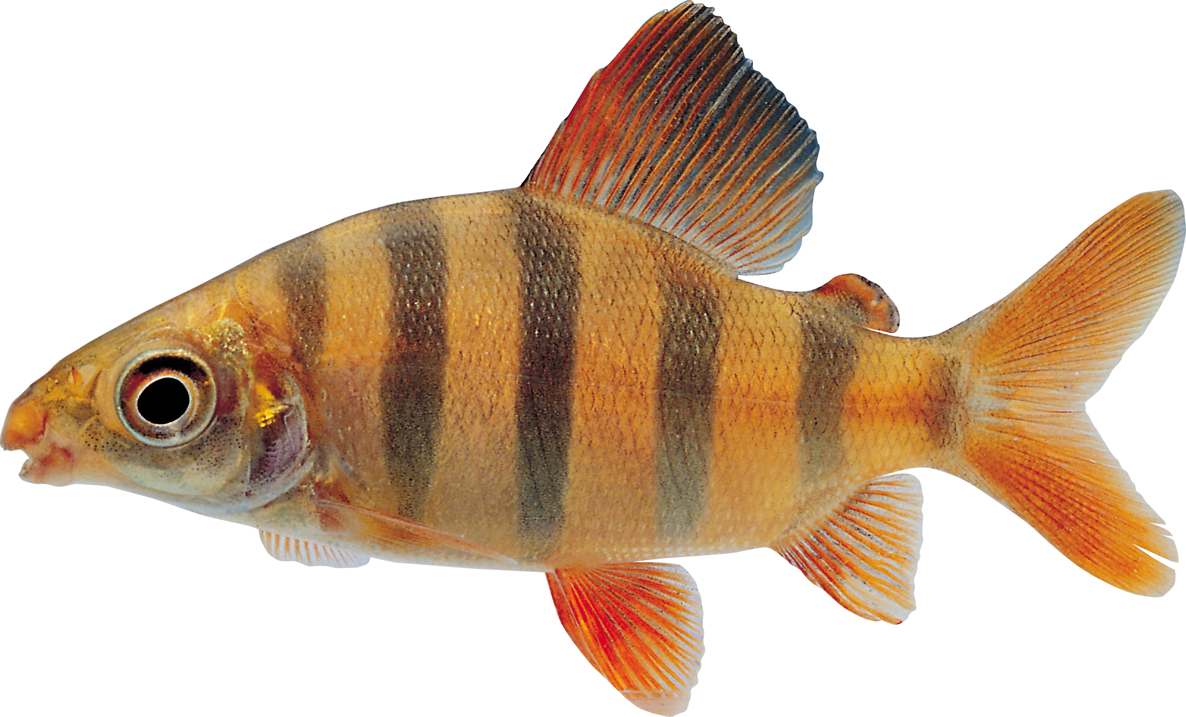 Pescado PNG