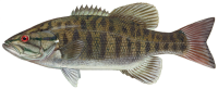 Рыба PNG фото