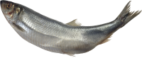 Рыба PNG фото