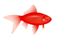 red fish PNG image
