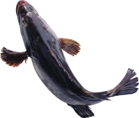 Рыба PNG
