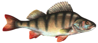 Рыба PNG
