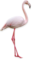 Flamingo PNG