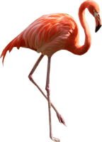 Фламинго PNG