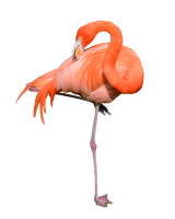 Flamenco pájaro PNG