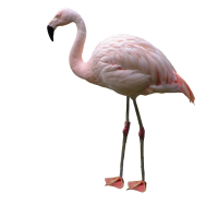 Фламинго PNG