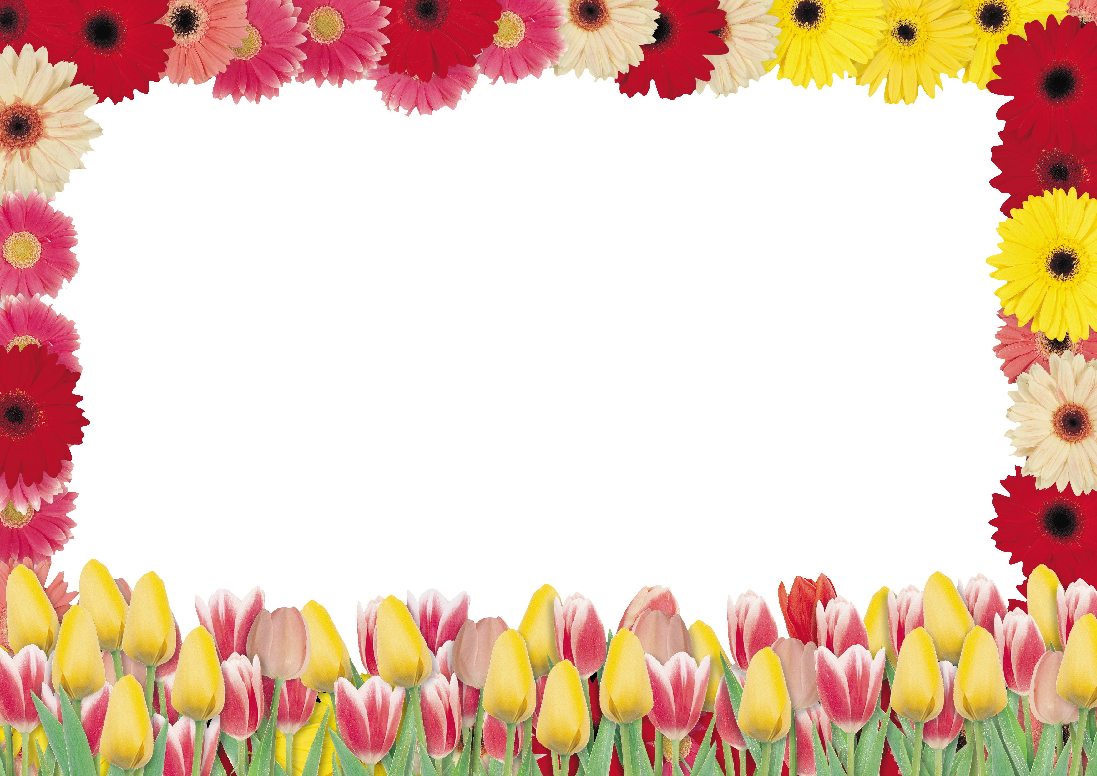 Floral frame PNG