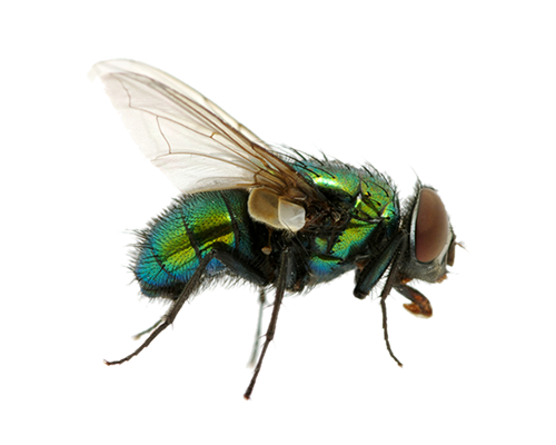 green fly PNG image