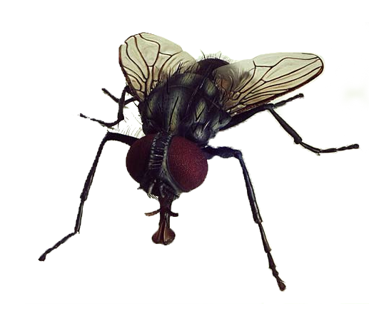 Mosca PNG