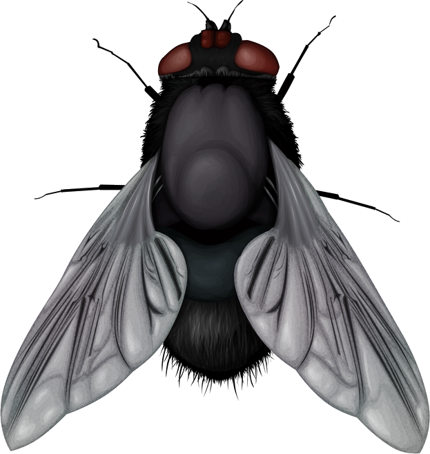 Fly PNG images Download 