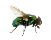 green fly PNG image