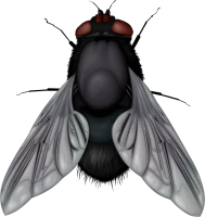 Mosca PNG