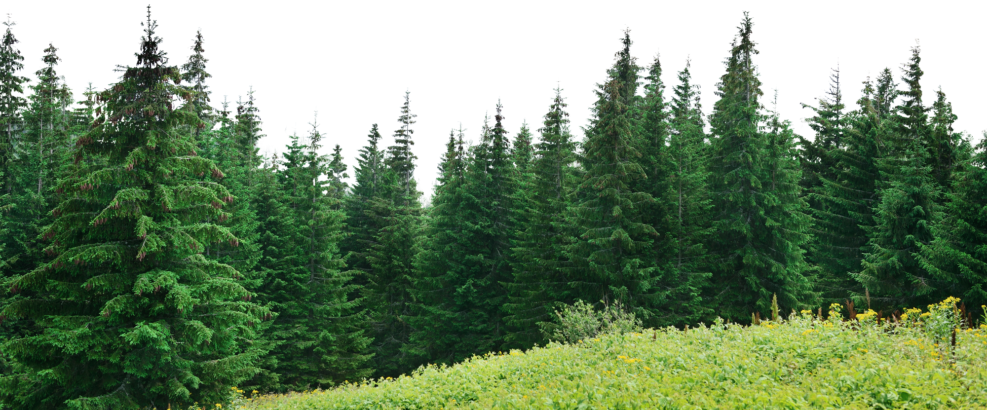 Forest PNG