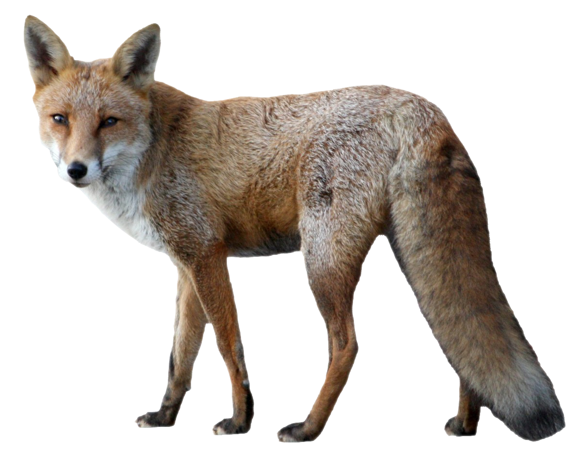 Fox PNG Transparent Image Download Size 1194x943px