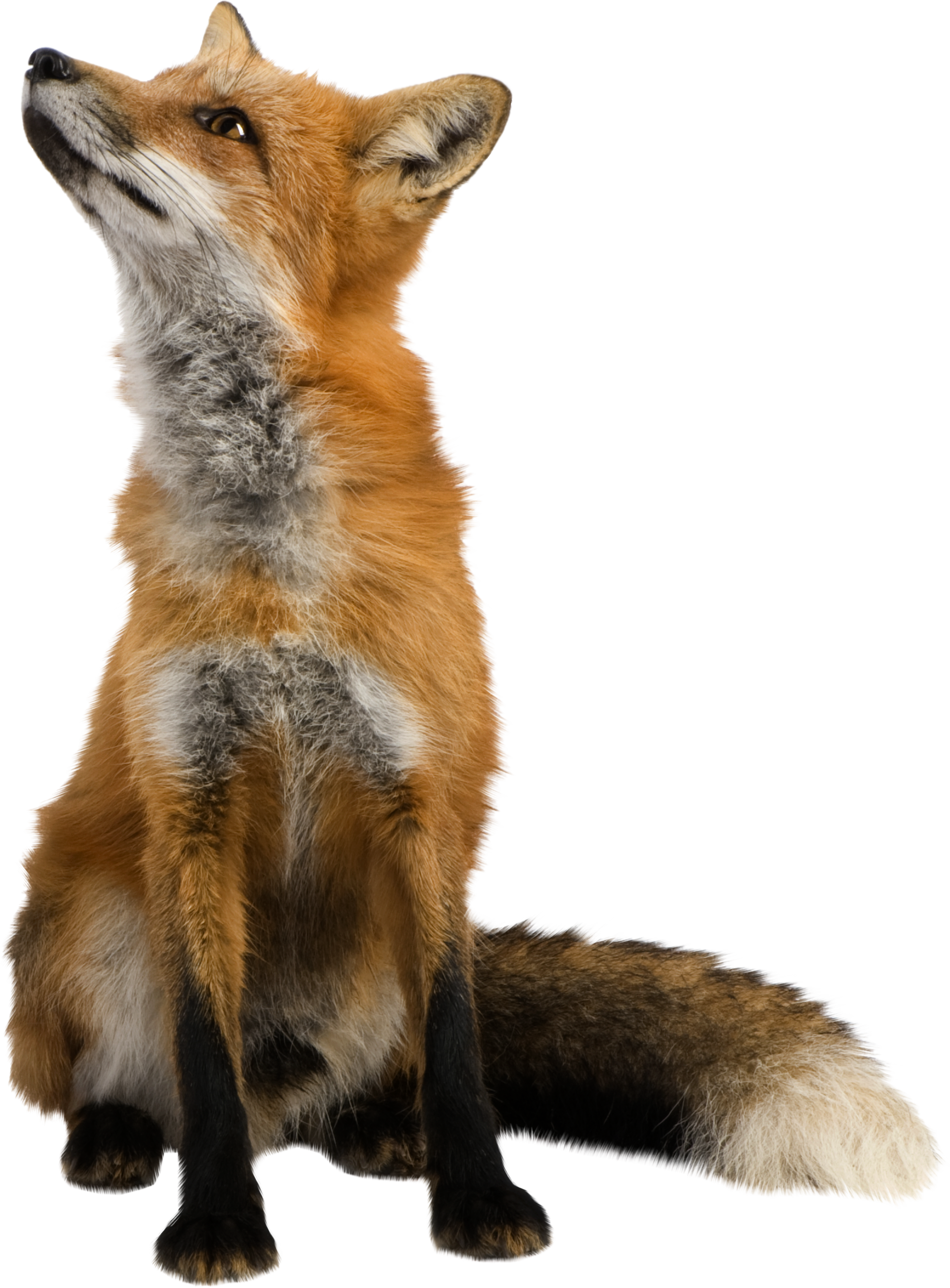 Fox Animal Large Resolution 1973x2674 PNG Picture Transparent Fox Animal Large Resolution 1973x2674 PNG Picture Transparent