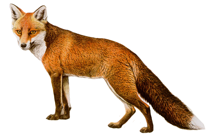 fox png image, free download picture