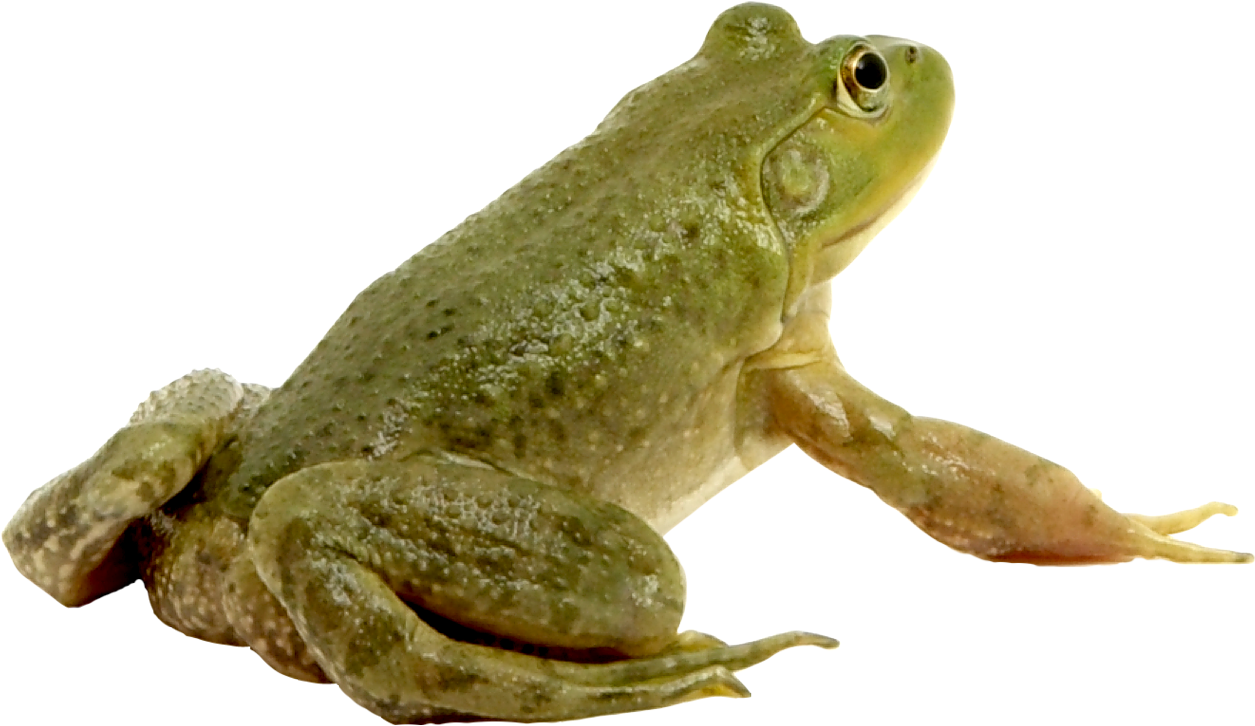 Green frog PNG