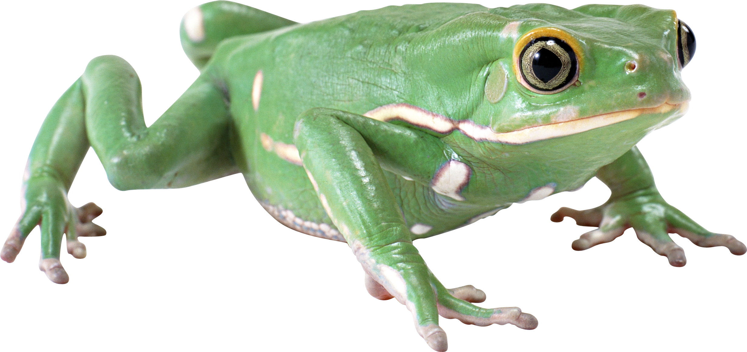 Green frog PNG