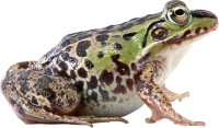 Frog PNG