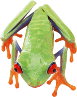 Лягушка PNG фото