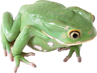 Зеленая лягушка PNG фото