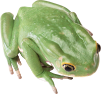green frog PNG image
