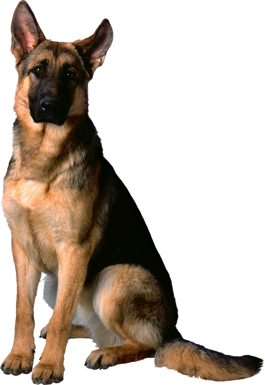 German Shepherd PNG