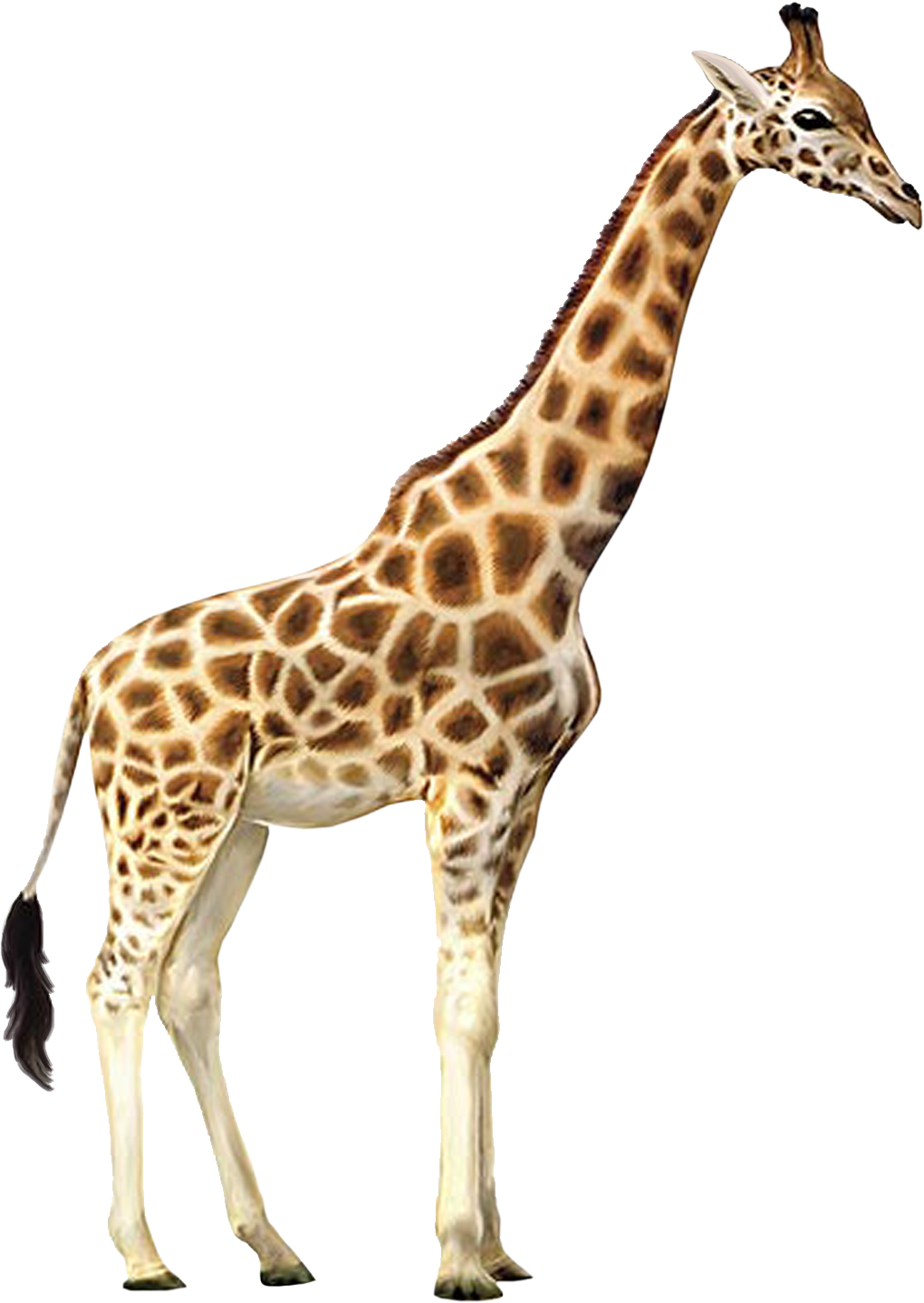 Giraffe PNG