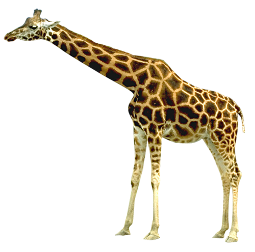 Giraffe PNG