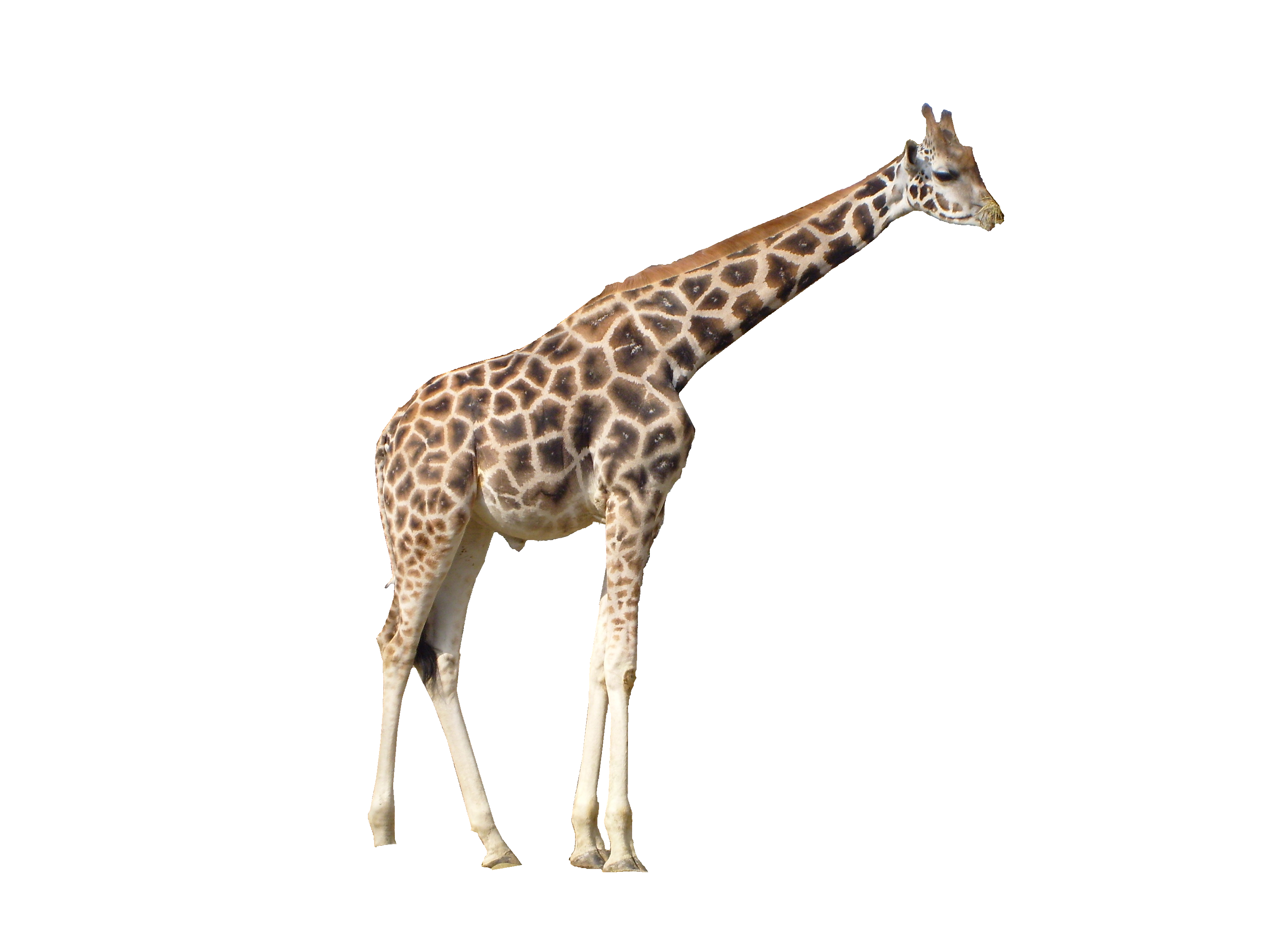 Giraffe PNG