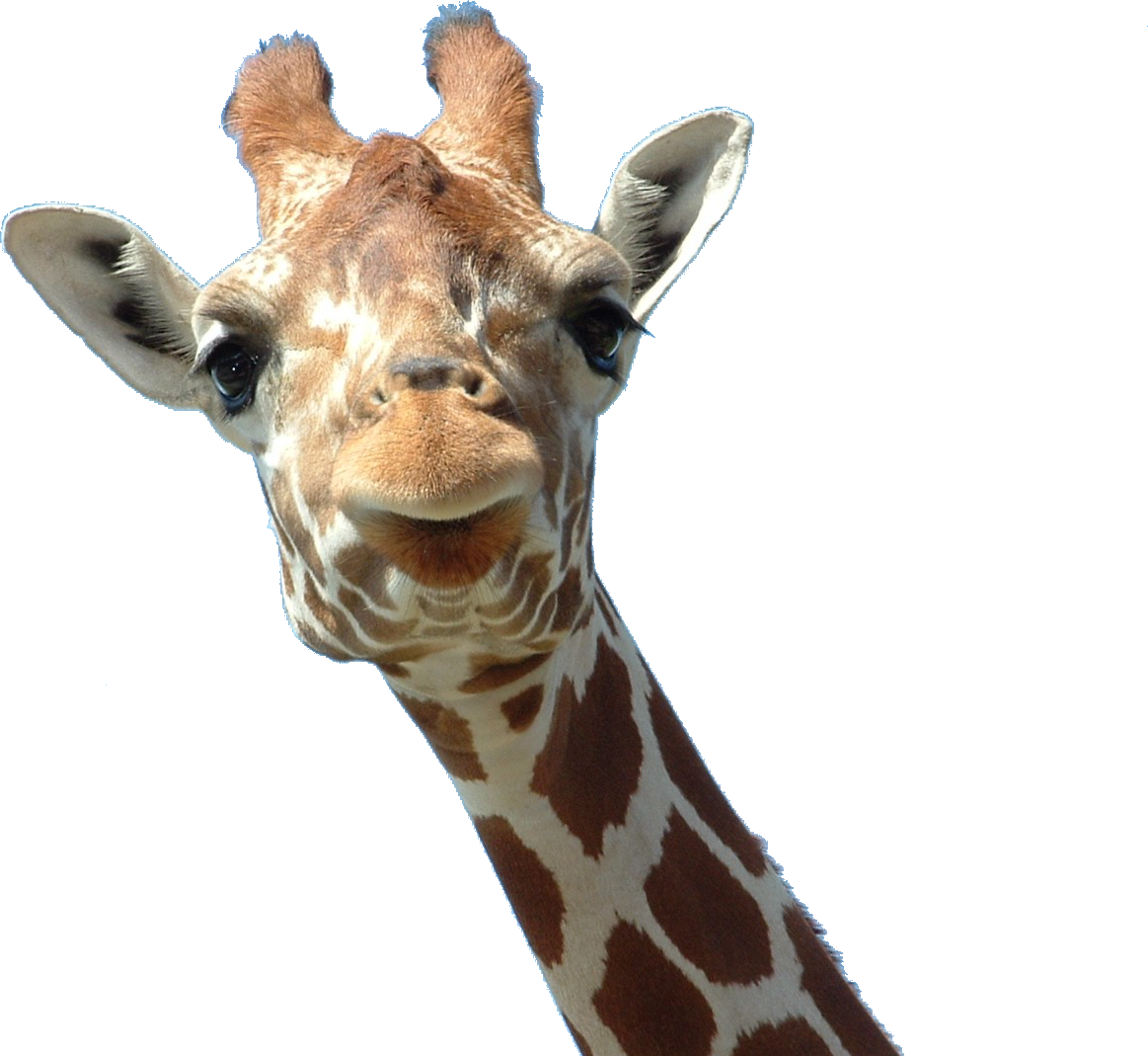 Giraffe PNG