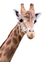 Жираф PNG