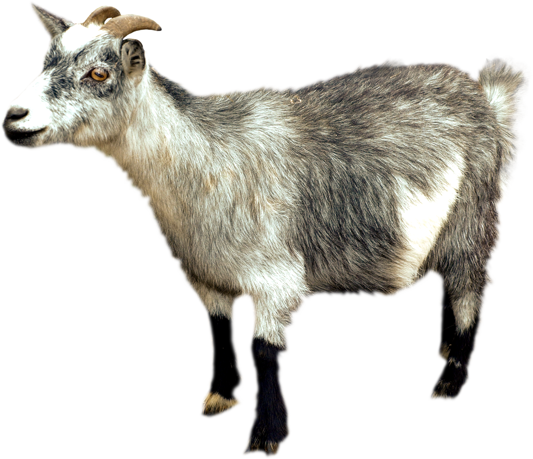 Goat PNG