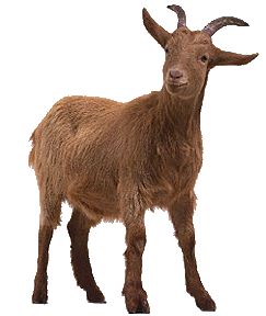 Goat PNG