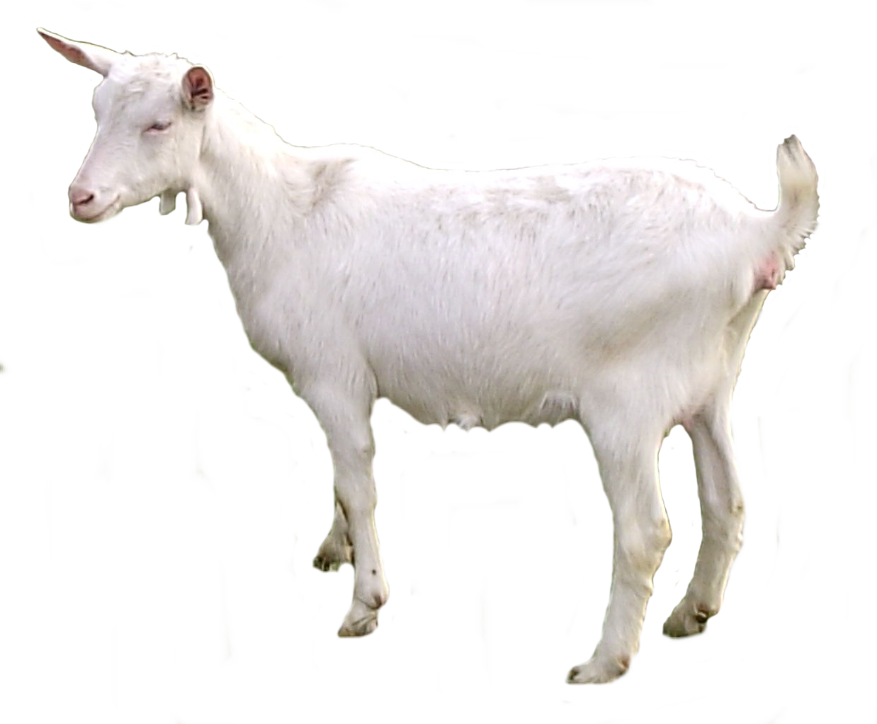 Goat PNG