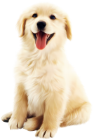 Golden Retriever PNG