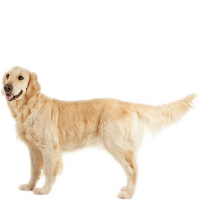 Golden Retriever PNG