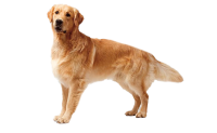 Golden Retriever PNG