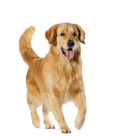 Golden Retriever PNG