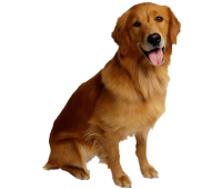 Golden Retriever PNG