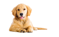 Golden Retriever PNG