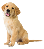 Golden Retriever PNG