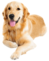 Golden Retriever PNG